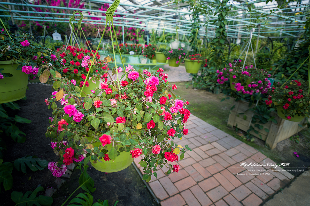 식물원 아산 세계꽃식물원 온실 꽃