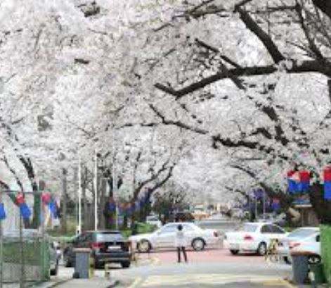 서초 벚꽃