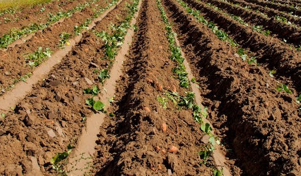 고구마 수확시기 및 고구마 효능