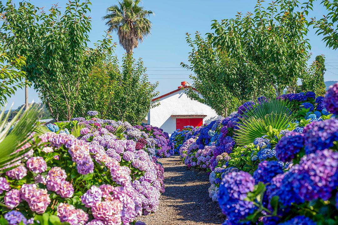 2025 제주 답다니 수국밭 가이드: 일정, 입장료, 인생샷 포토존 꿀팁 총정리
