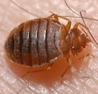 빈대 퇴치법 예방법 증상 진단 치료 정리