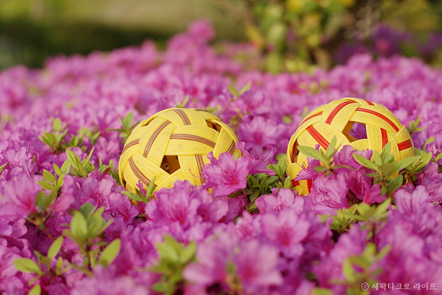 세팍타크로바탕화면