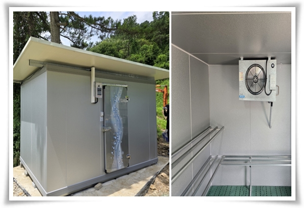 "남은 김장 배추 보관법" 땅속에 묻기/냉장/냉동 보관 등 오래 보관하는 법!