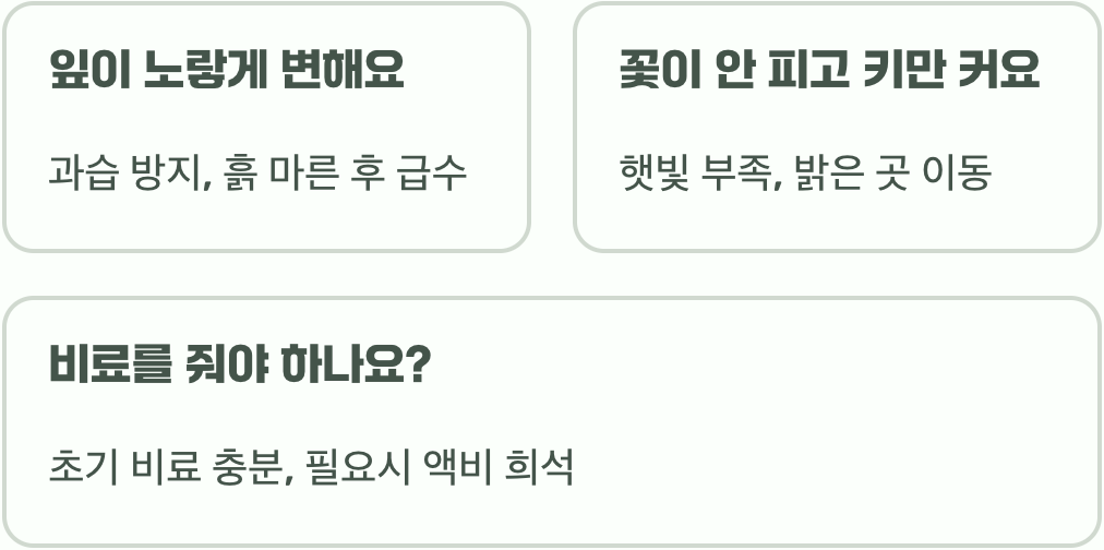 안젤로니아 키우기, 죽이지 않고 키우는 법 A to Z (물주기, 햇빛)