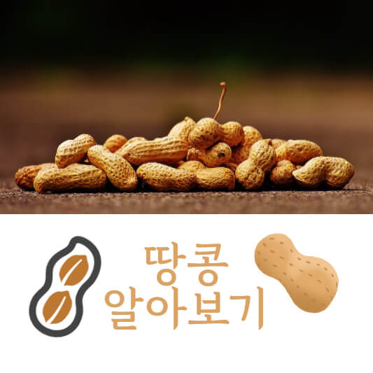 땅콩