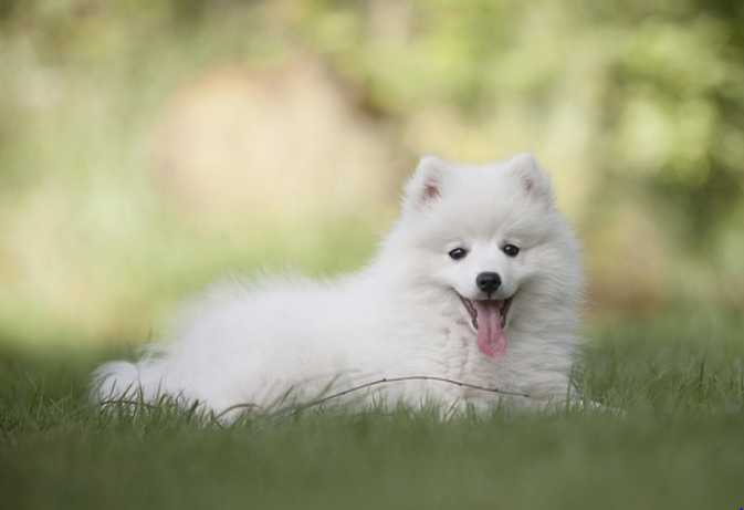 잔디 밭 위에 귀가 쫑긋 서있는 흰 색 강아지가 혀를 내밀고 정면을 바라보고 있음