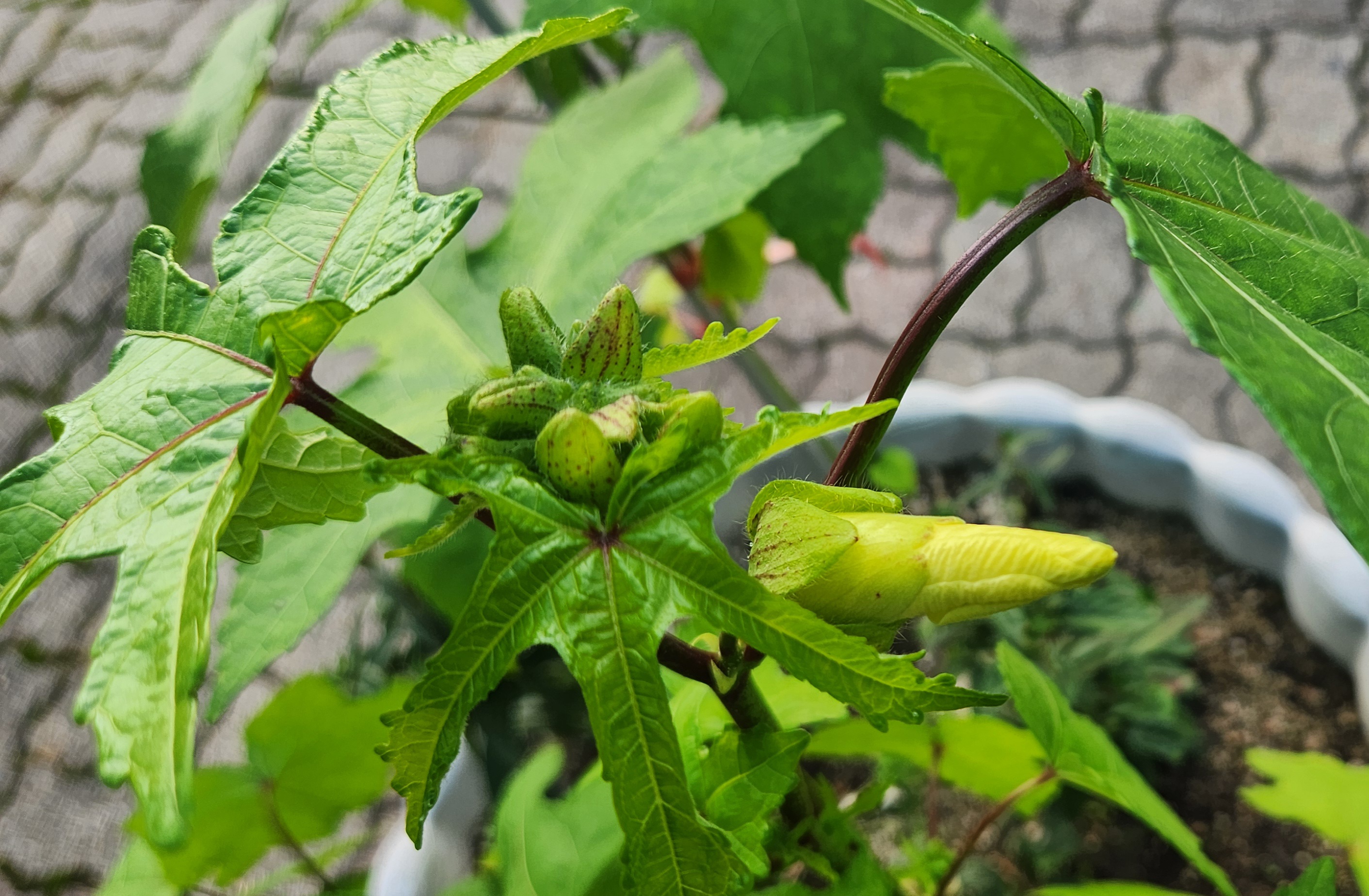 오크라꽃차 재료로 사용된 직접 촬영 사진