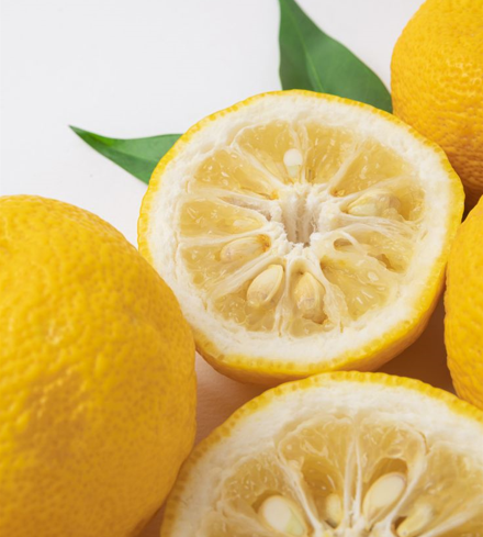 유자를 설명하는 사진