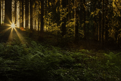 2025년 을사년 운세 꿈해몽 무료 상담 받기