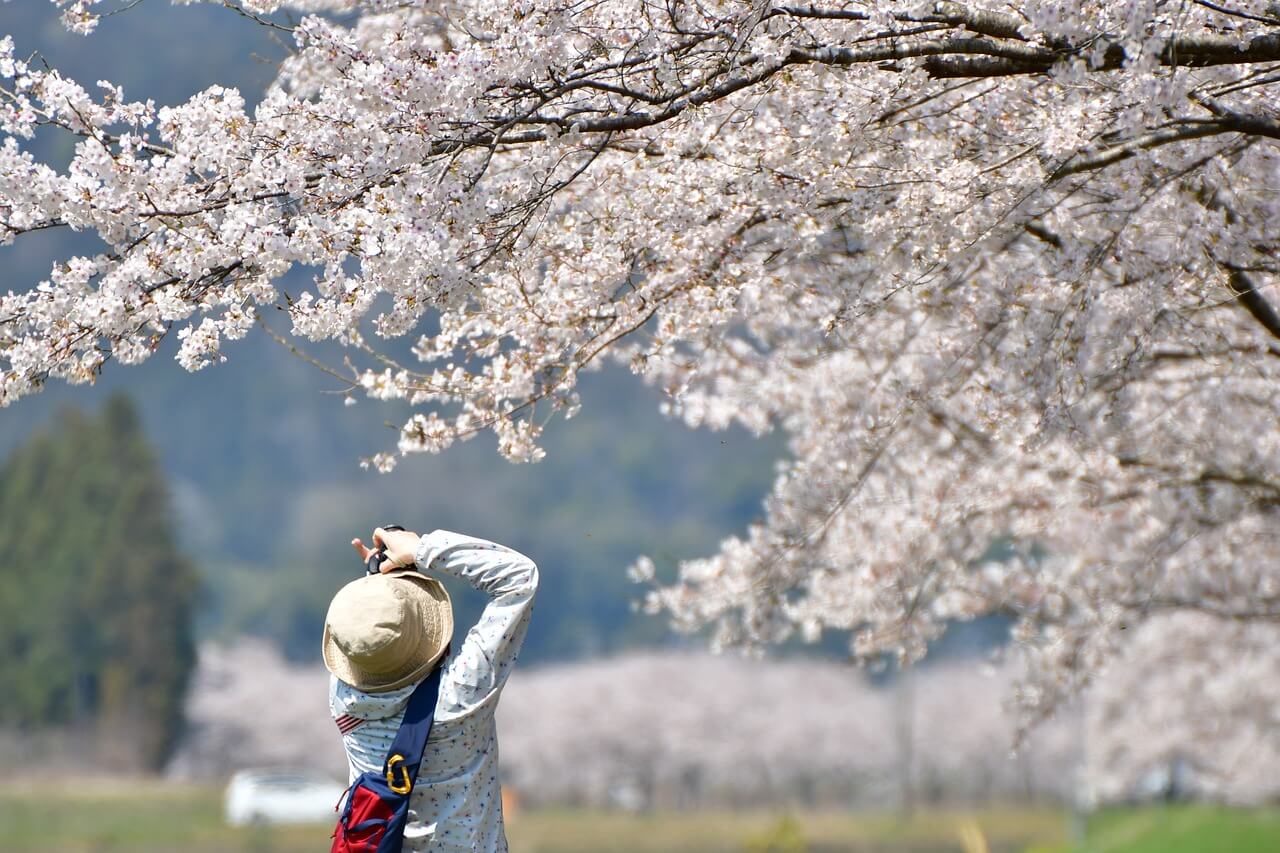 Blossom TOWER 2025 기본 정보