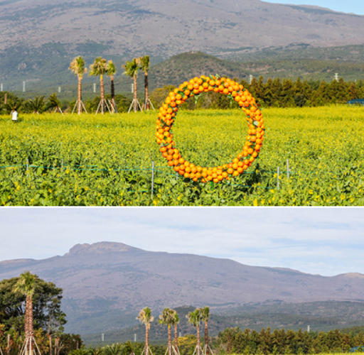 2025 휴애리 유채꽃 축제8