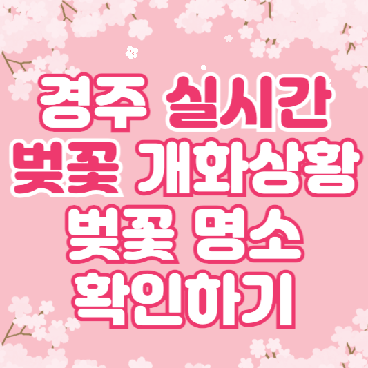 경주 벚꽃 실시간 개화상황