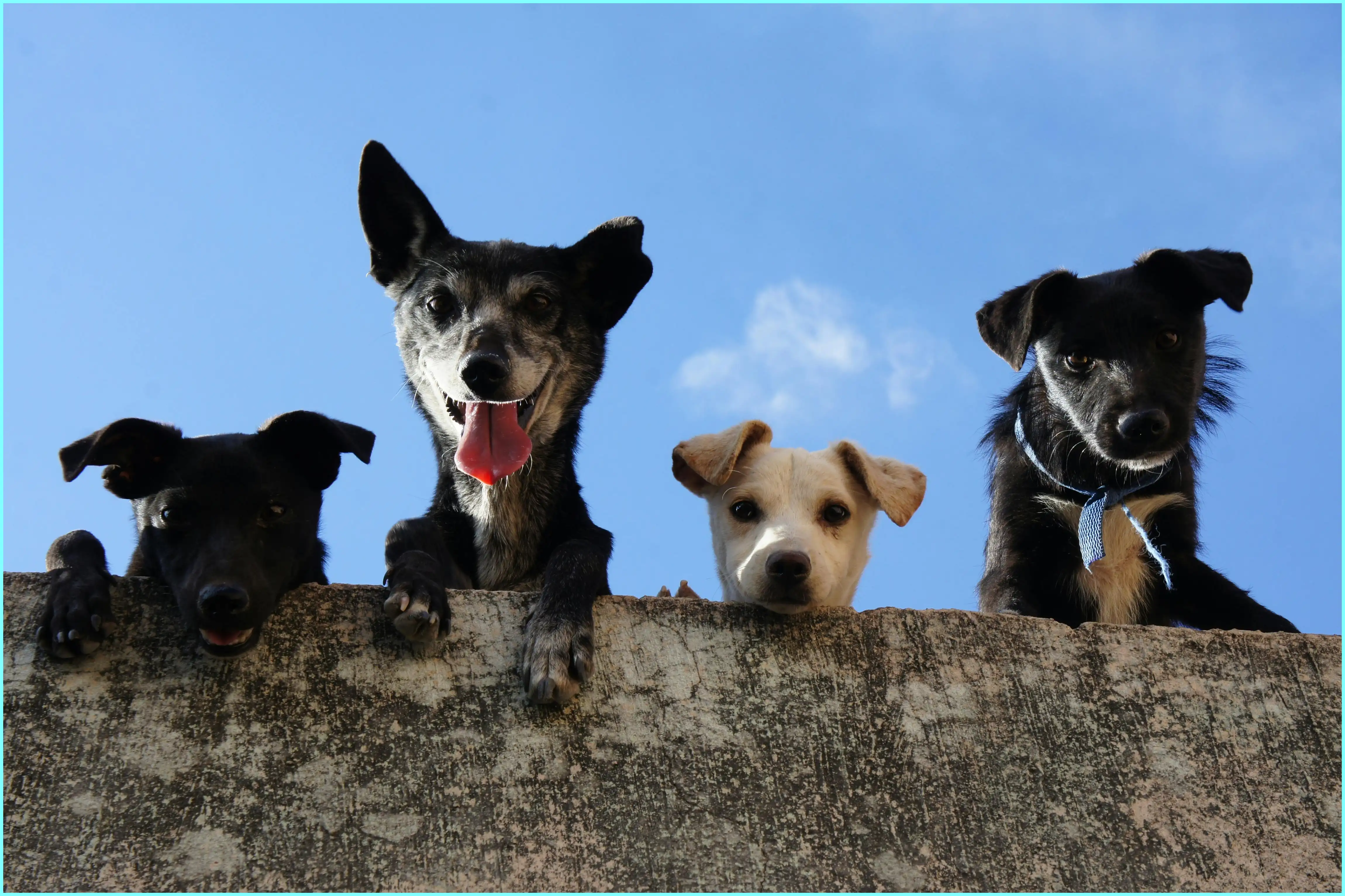강아지 감 먹어도 되나요? 안전하게 먹이는 방법과 주의점