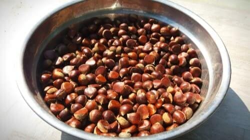 밤나무-밤-수확-보관방법