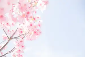 벚꽃 개화시기 축제 명소 만개시기