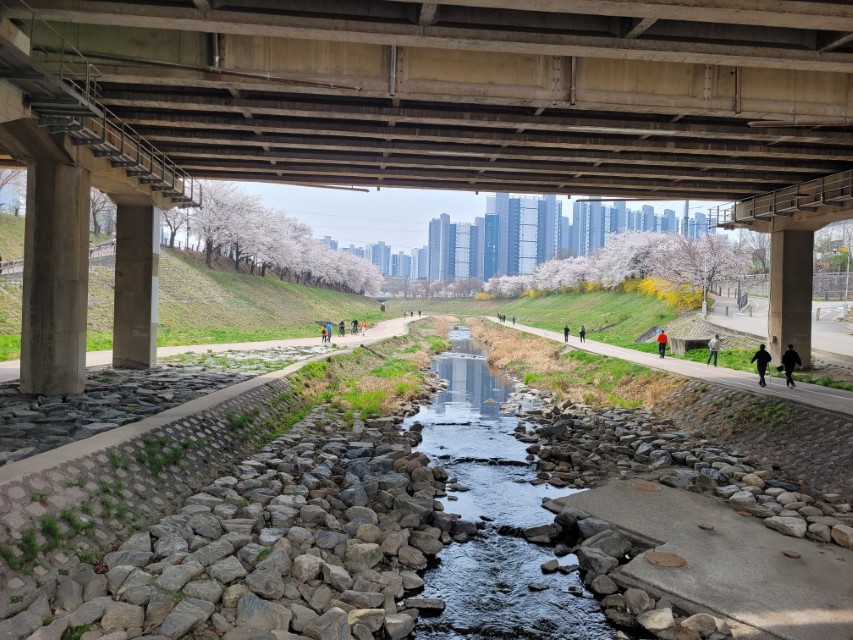 하남 덕풍천 벚꽃 산책로