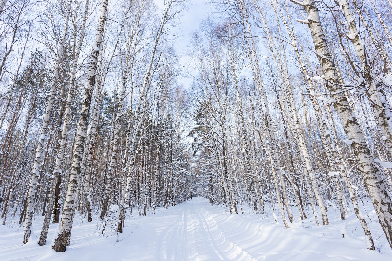 보리스 파스테르나크의 <닥터 지바고> 겨울 풍경, 자작나무 대표이미지