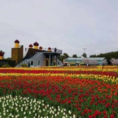 태안 세계 튤립 꽃 박람회