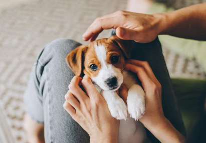 안겨있는 강아지