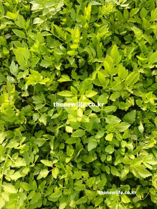 미나리 효능 숙취 해소 페르시카린
