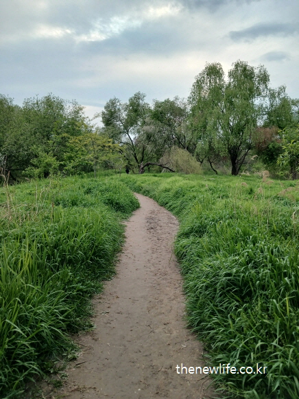 여의도 샛강생태공원의 곡선형 흙길 위를 따라 펼쳐지는 초록 풀숲과 나무, 도심 속 치유 의 맨발 걷기 좋은 길