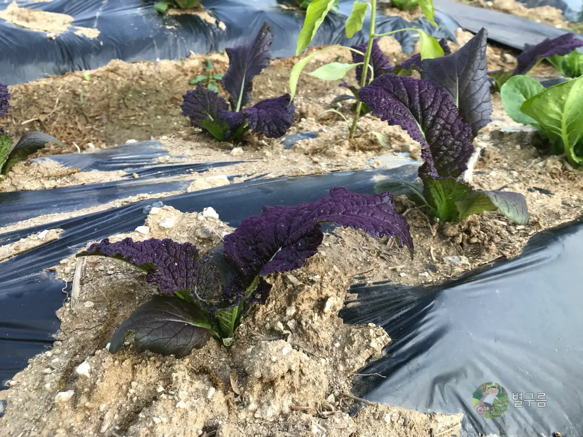 텃밭-모종심기-치커리