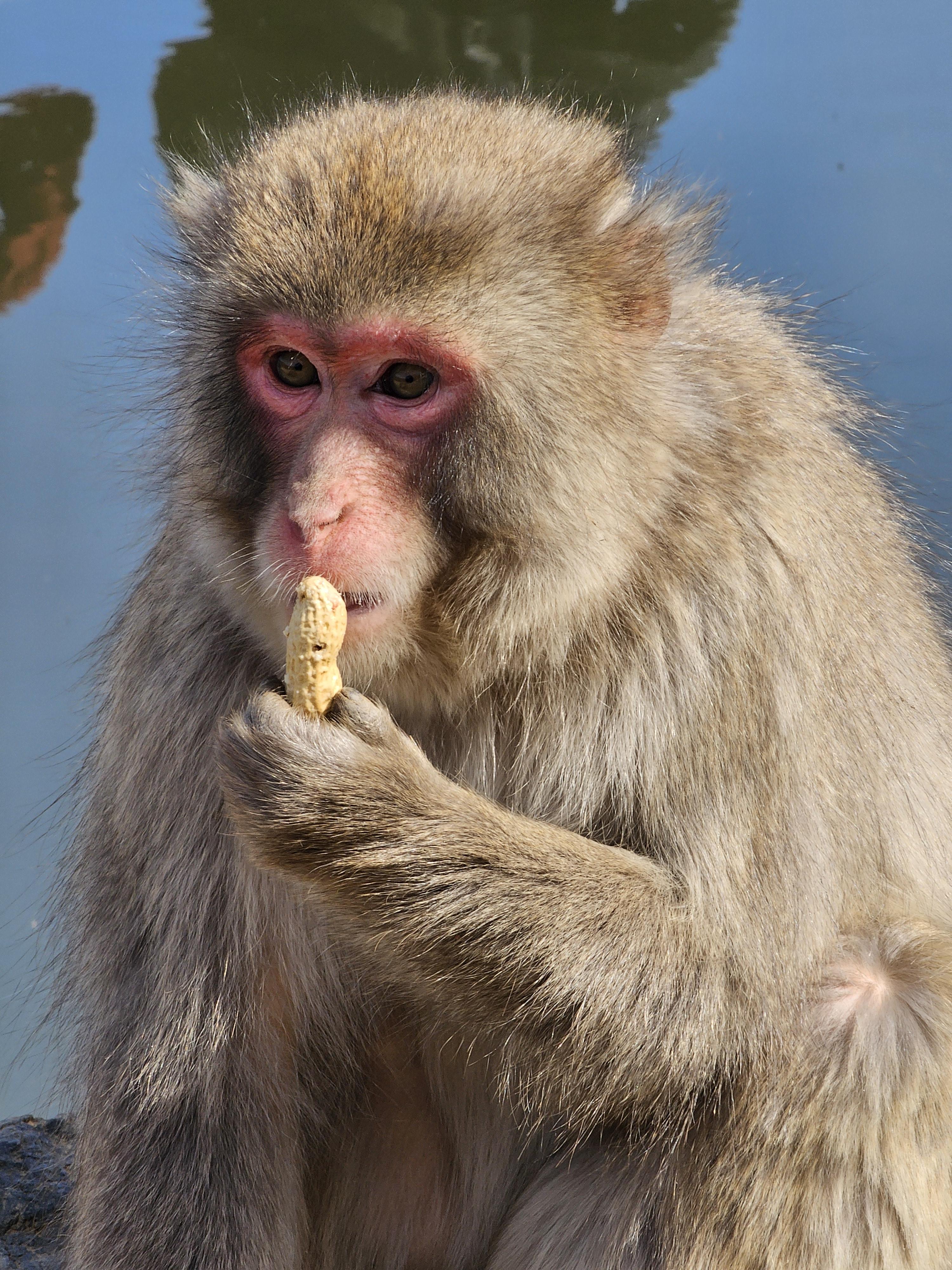아라시야마 몽키파크