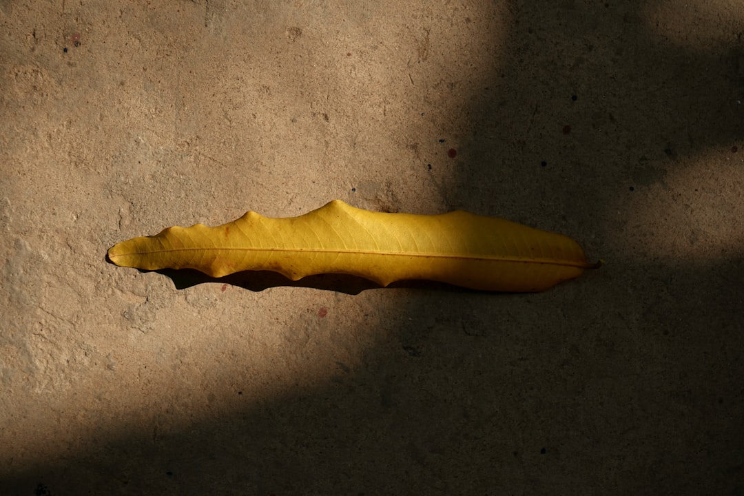 lost item