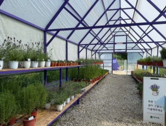 고창청농원 라벤더 축제