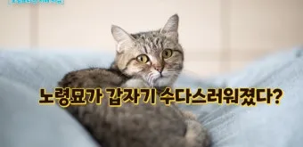 고양이 수다스러운 이유 7가지 행동 심리_10