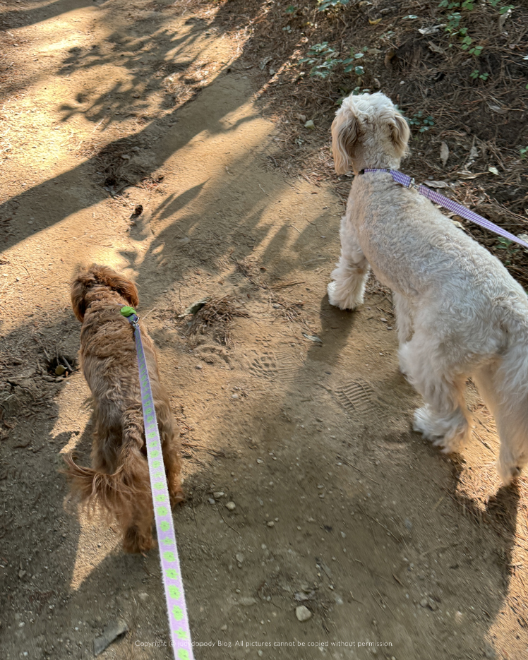 모담산 등산하는 강아지들