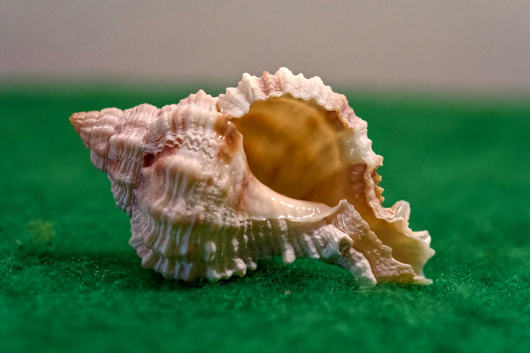 Shellfish