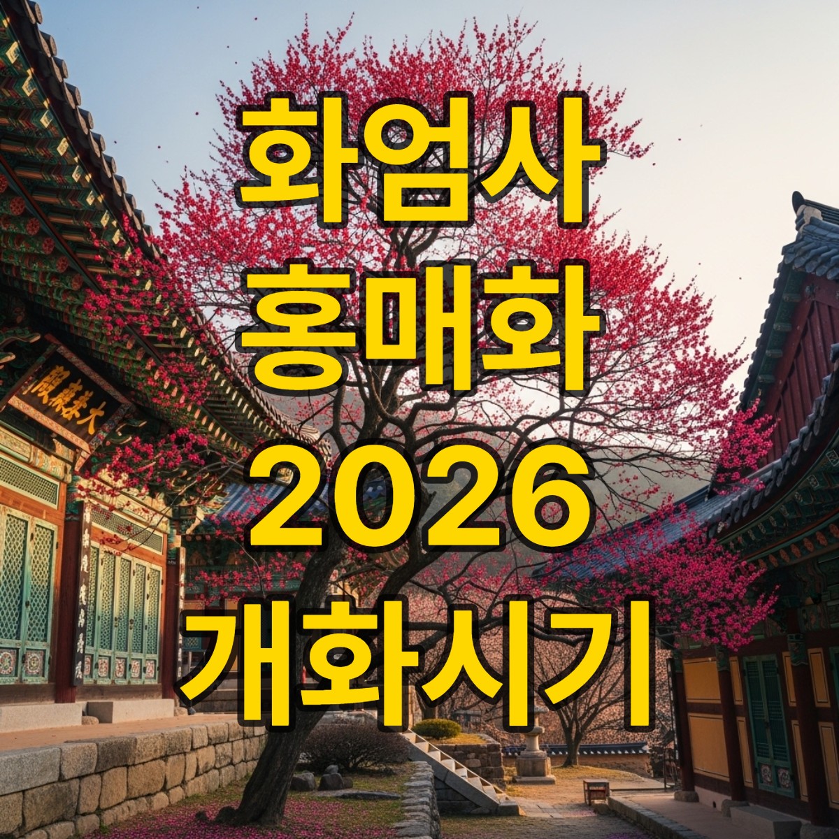 화엄사 홍매화 개화시기