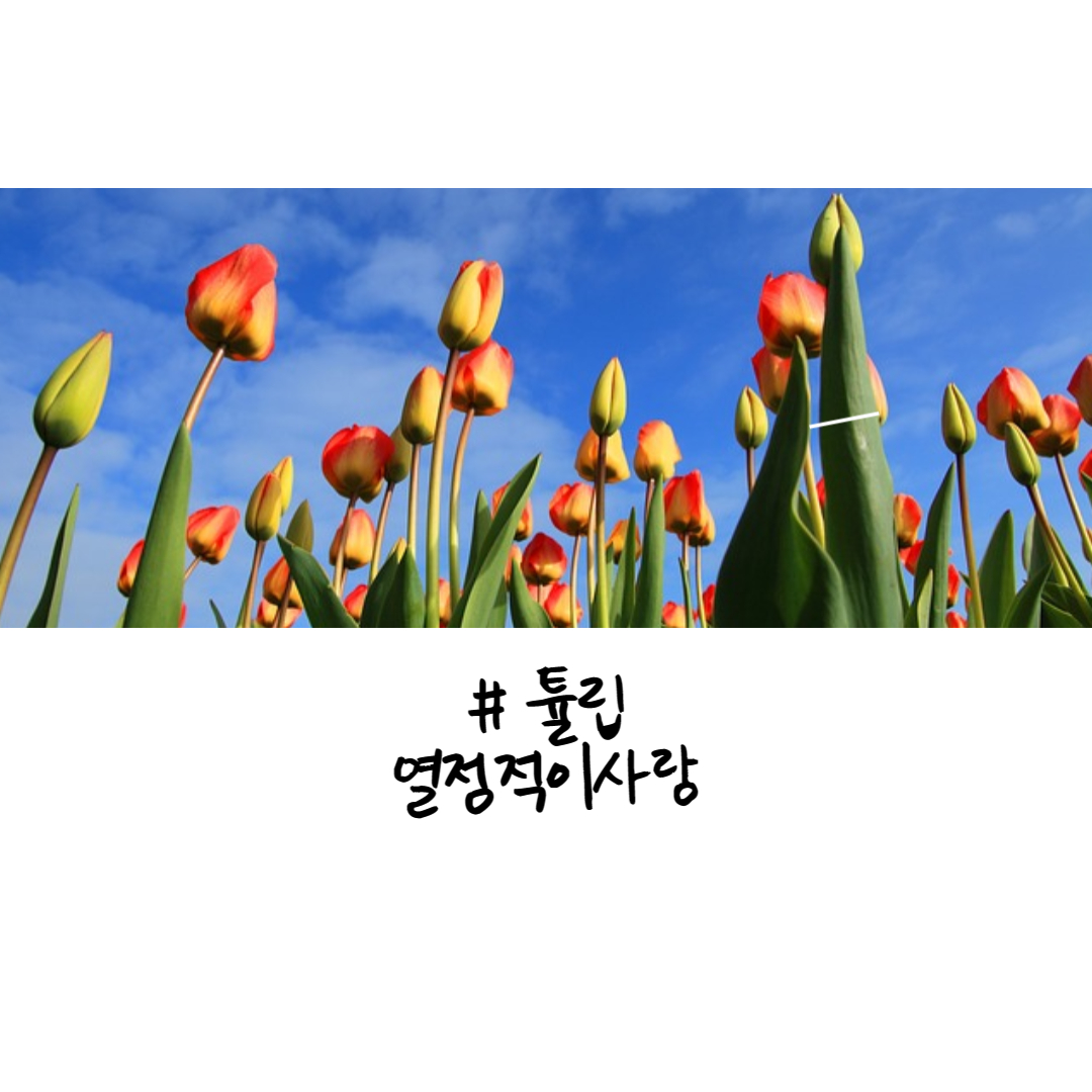 튤립