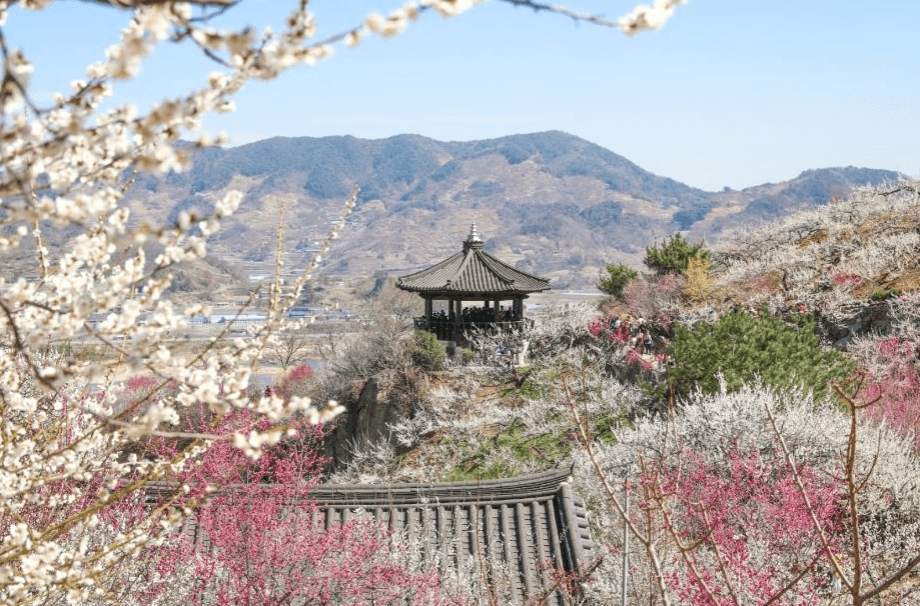 2024 광양 매화축제 기간안내 입장료 여행코스 주차장