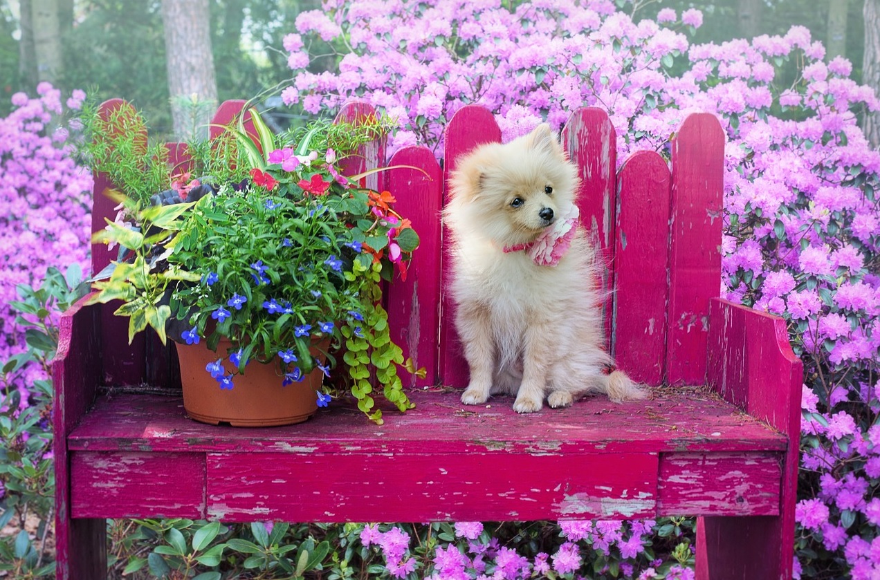 반려동물여행관련 사진