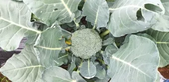 브로콜리 재배 방법과 요령, 시기, 파종시기, 모종 심는 시기와 키우기_37