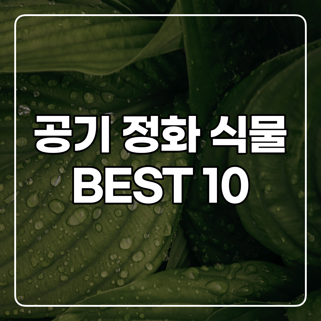공기 청정 식물 best10
