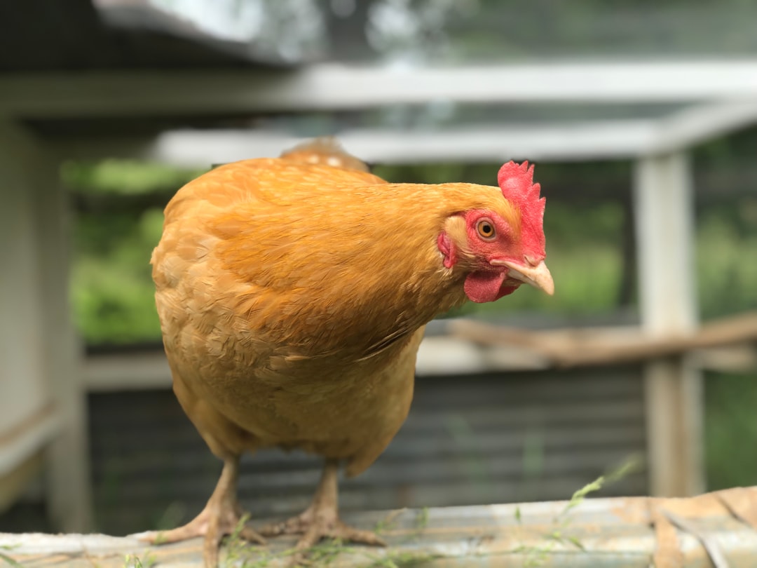 Chicken.