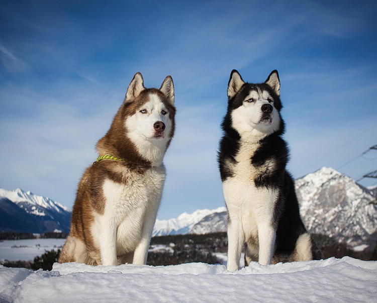 시베리안 허스키
