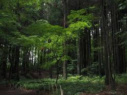 산림산업기사 응시자격 시험일정