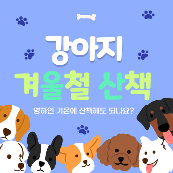 강아지_겨울_산책