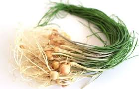 달래 효능과 활용한 요리 – 혈액순환과 해독 작용