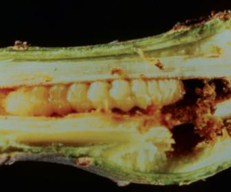 작은별긴하늘소