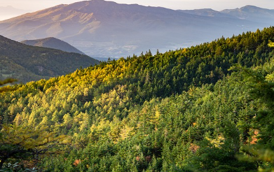 국립자연휴양림-예약방법-성수기