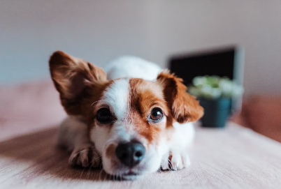 누워있는 강아지