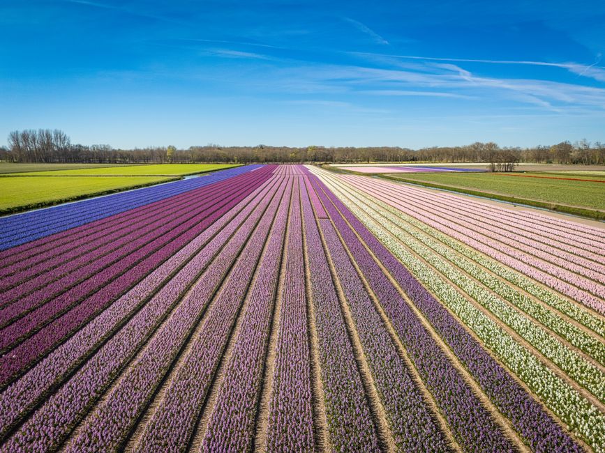 A breathtaking view of colorful hyacinth fields under a clear blue sky in Lisse, South Holland.