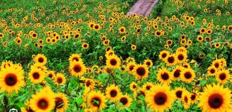 2025 태백 해바라기 축제 완벽 가이드