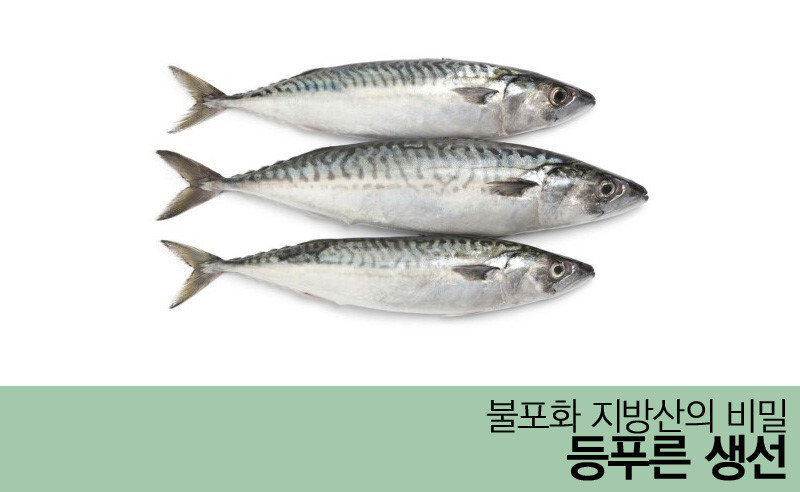등 푸른 생선