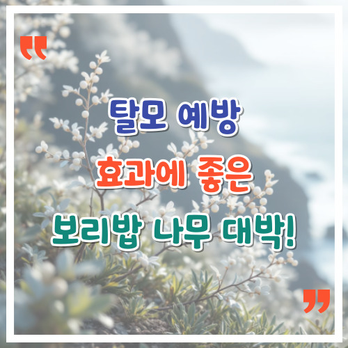 탈모-예방-효과에-좋은-보리밥나무-대박!